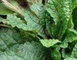 哈嗼草的功效与作用 哈嗼草的禁忌