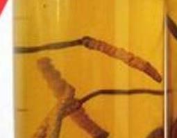 白虫草泡酒有什么功效与作用(白虫草泡酒有什么功效与作用图片)