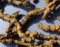 石黄连的功效与作用 石黄连的功效与作用