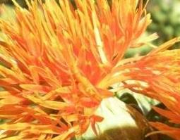 草红花的功效与作用及禁忌 草红花的功效与作用及禁忌症