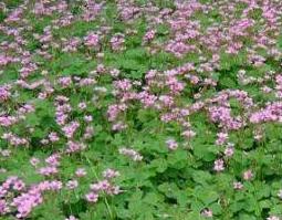 红花草的功效与作用(红花草的功效与作用及性味)