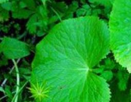 马蹄叶的功效与作用及药用价值 马蹄叶的功效与作用及药用价值是什么