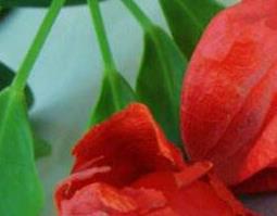 苦姑娘皮泡水的功效与禁忌(苦姑娘皮泡水副作用)