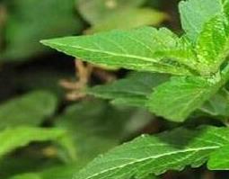 苒苒草的功效与作用 苒苒草的副作用