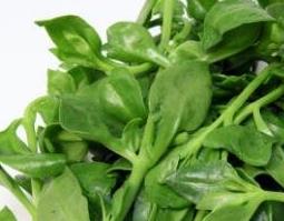 穿心莲的功效与作用及食用方法 穿心莲的功效与作用吃法