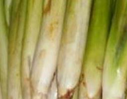 香茅根怎么吃（香茅根怎么吃效果好）