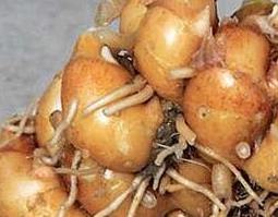 沙姜的功效和作用（沙姜的功效和作用及禁忌）