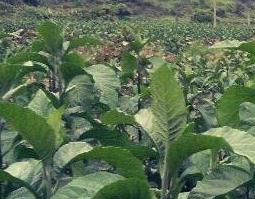 南非叶的功效与作用 南非叶的功效与作用及副作用