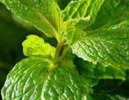 薄荷叶的功效与作用(薄荷叶的功效与作用及食用方法)