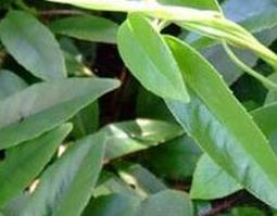 过山风的功效与作用 过山风的功效与作用及图片