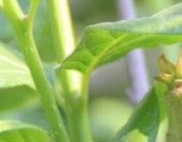 腊梅籽怎么吃 腊梅籽可以吃吗