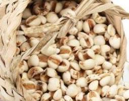 薏米的功效与作用及药用价值