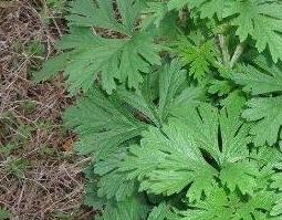 艾草熏蒸房间的功效与作用 艾草熏蒸房间的功效与作用图片