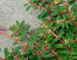 地锦草的功效与作用及药用价值 地锦草的功效与作用及药用价值及禁忌