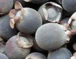 山念泡酒的功效和作用（山念泡酒方法）