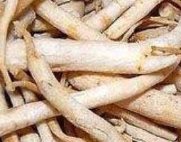 竹母肉的功效与作用 竹母肉的功效与作用禁忌