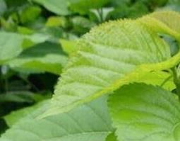 桑叶洗头的作用与功效 桑叶洗头的方法