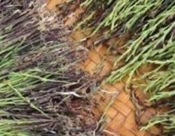 独脚柑图片（独脚柑图片 独脚柑的功效与作用）