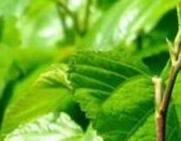 桑树叶的功效与作用（桑树叶的功效与作用及禁忌）