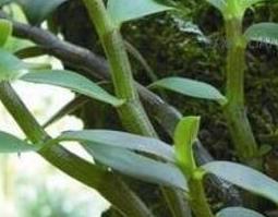 铁皮石斛怎么吃（铁皮石斛怎么吃最有营养）