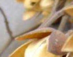 香椿种子泡水的药用价值（香椿种子泡水药用价值及形状）