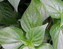 茴芹籽的功效与作用有哪些（茴芹籽的功效与作用有哪些呢）