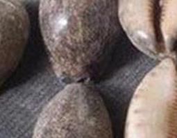 中药贝子的功效与用法