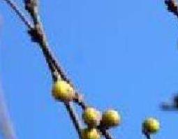 野腊梅花根的功效与作用（野腊梅花根的功效与作用及禁忌）