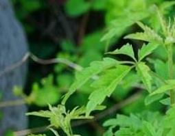 百荆条根的功效与作用及药用价值 百荆条根的功效与作用及药用价值及禁忌