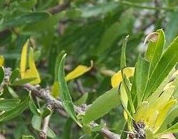 马茹子的作用与用途（马茹子的作用与用途及禁忌）