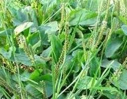 驴耳朵草的食用方法 驴耳朵草的功效与作用