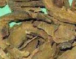 如何用土大黄泡酒（如何用土大黄泡酒最好）