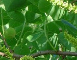 腊树叶的功效与作用 腊树叶的功效与作用及禁忌