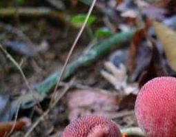 葛菌的功效与作用及营养价值