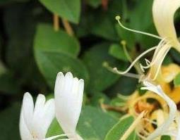 金银花有哪些功效与作用 金银花有哪些功效与作用及禁忌