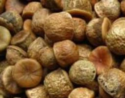 掉藤果的功效与作用 掉藤果的副作用