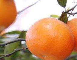 红柑皮的作用与功效 红柑皮的作用与功效禁忌