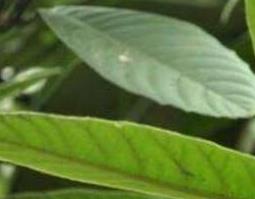生枇杷叶的功效与作用及药用价值 枇杷叶的功效与作用和主治