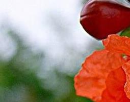 红芭蕉头的功效与作用及药用价值（红小芭蕉头的功效作用）