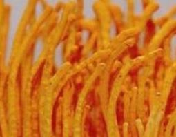 北虫草泡酒的功效与作用 北虫草如何泡酒