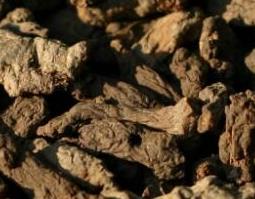 天葵子的功效与作用 天葵的功效与作用图片