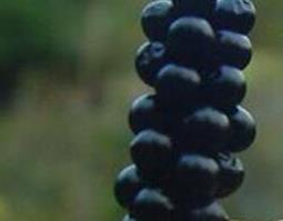 射干种子的功效与作用 射干的药用功效与作用