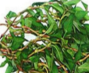 香柳菜的功效与作用（香柳菜的功效与作用及禁忌）