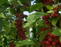 五味子怎么吃好 五味子怎么吃好?