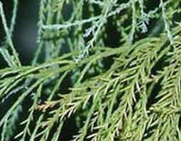 中药水松的功效与作用(水松药用价值)