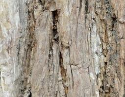 杏树皮的功效与作用（杏仁树皮有什么功效）