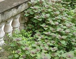 防风的功效与作用 防风的功效与作用及禁忌