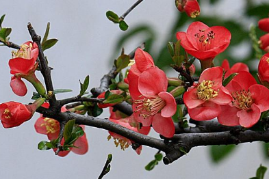 海棠花的种植方法，海棠种植时需要注意什么吗