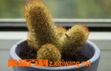 仙人掌花朵的药用价值 仙人掌花朵的药用价值与功效