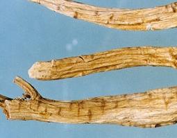 鹿角胶的功效与作用（鹿角胶的功效与作用的功能与主治与用量）